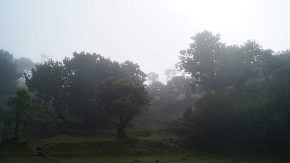 Fanal Forest